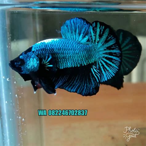 cupang dragon red dragon plakat ikan cupang ikan hiasan jenis ikan