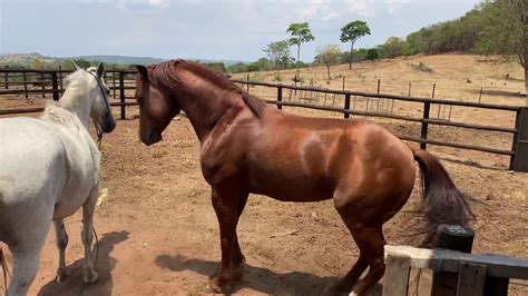 Cavalo Fudendo A Égua - Cavalo Trepando Com égua - RETOEDU