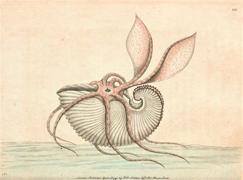seamstress  solved  ancient mystery   argonaut