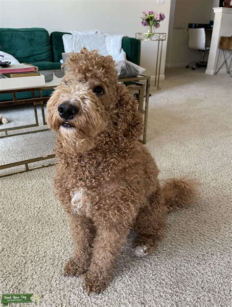 Goldendoodle male looking for mate - Stud Dog in California