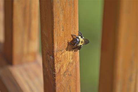 How to Get Rid of Carpenter Bees Naturally | Angi