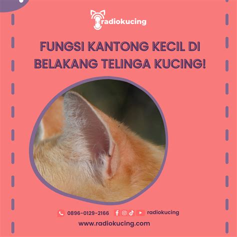 fungsi kantong kecil dibelakang telinga kucing