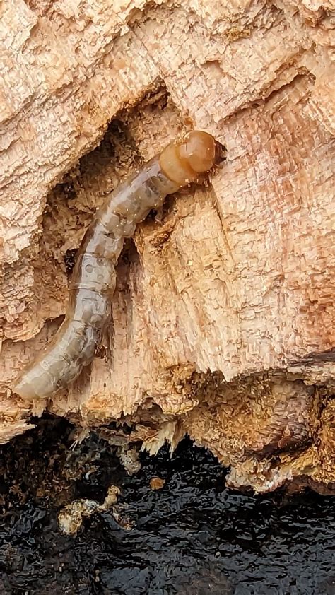 whats  species  beetle larvae rwhatsthisbug