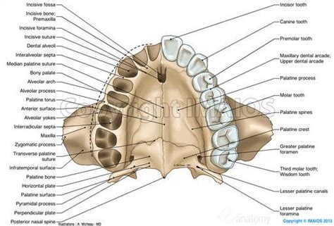 incisive foramen - Google Search | Odontología, Escuela de higiene ...