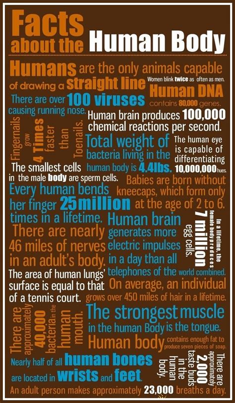 Facts about the human body