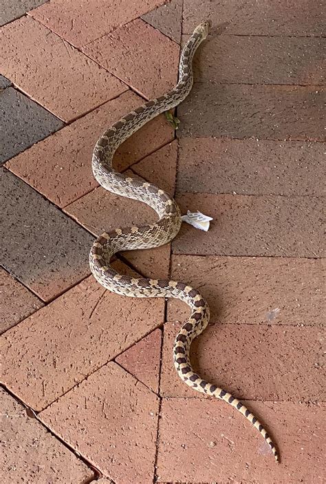Western Hognose Snake Range
