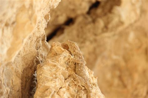 Caterpillars That Look Like Snakes: Nature's Incredible Mimics