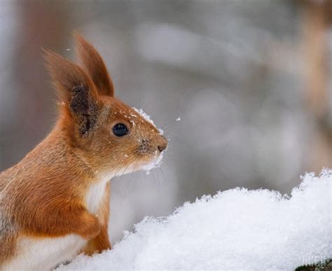 Белочка асмр слитые фото