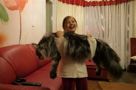 Котики бывают разные... | Пикабу