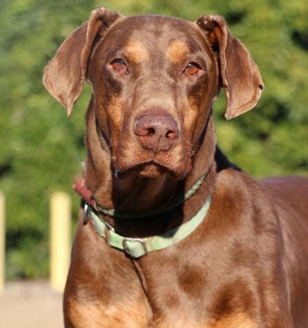 The Senior Doberman Project