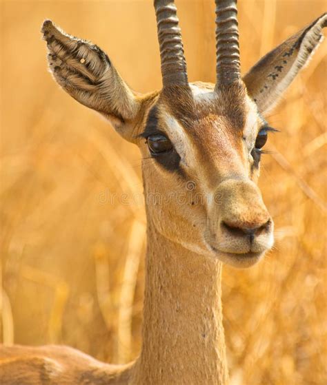 Gazelle Face