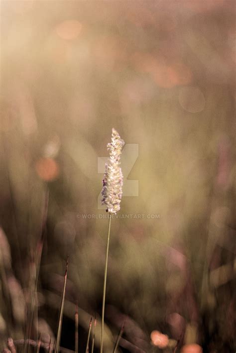 Crested Dog's Tail by WorldII on DeviantArt