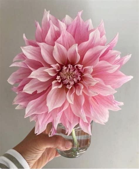 blossom on Tumblr