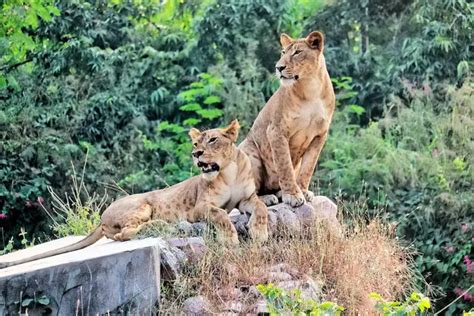 ANIMALES DE LA SELVA » Significado, Características, Clasificación Y ...