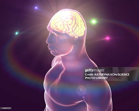 Human Brain Illustration High-Res Vector Graphic - Getty Images 
