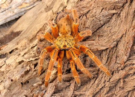 habitat de tarantula de estimacao