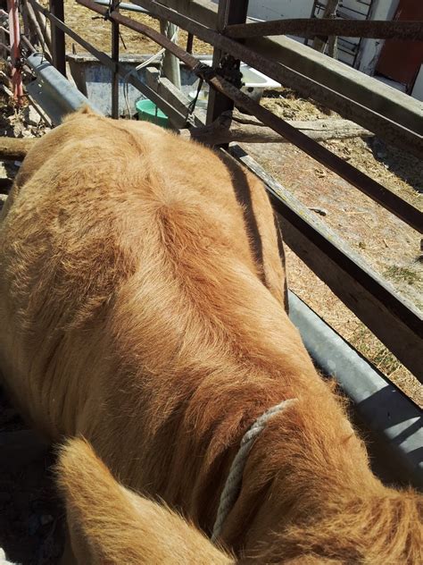 Timpanismo En Caballos at Joseph Eason blog