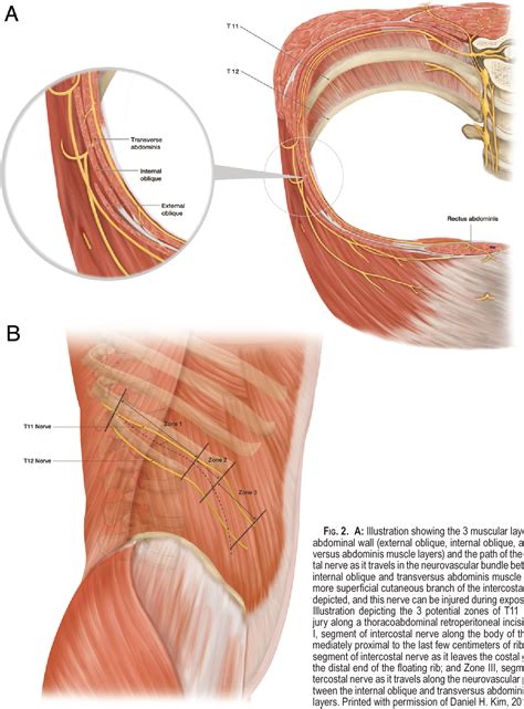 Flank Human Anatomy - Anatomy Reading Source