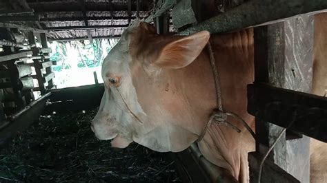 liputan gampong news kemenag sediakan  ekor sapi   ekor