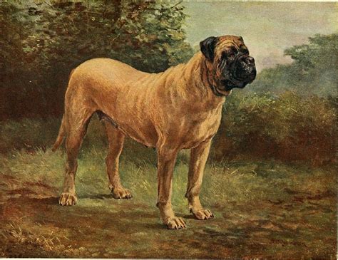 English Mastiff Images | Free Photos, PNG Stickers, Wallpapers & Backgrounds - rawpixel