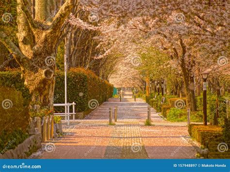 Sakura in japanese garden stock image. Image of tree - 157948897