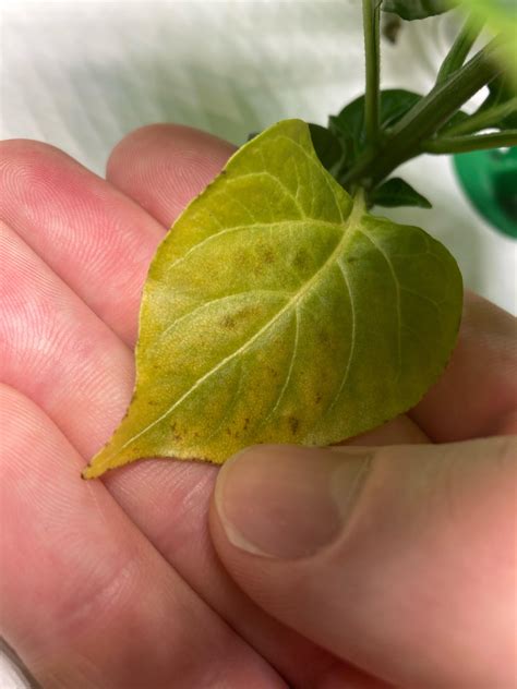 Yellowing leaves on pepper plants : r/aerogarden