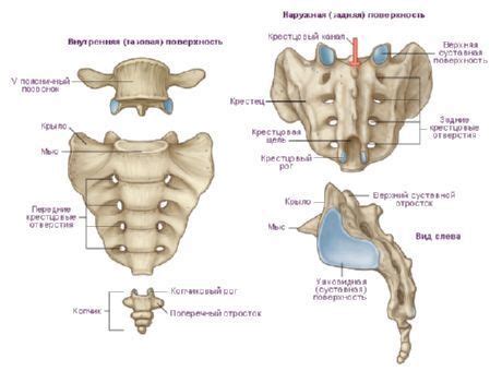 coccyx medical anatomy anatomy bones thoracic cage