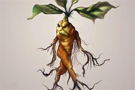 Magical Mandrake Root History, Folklore and Uses