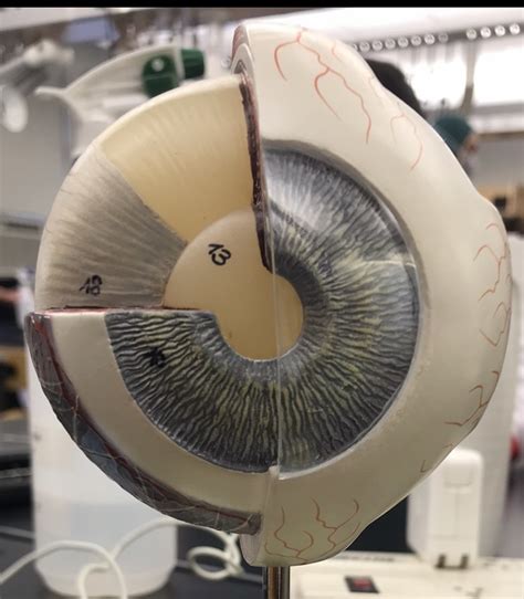 eye model Diagram | Quizlet
