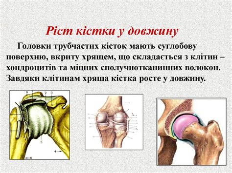 Скелет кінцівок - презентация онлайн