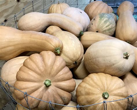 Magic Cushaw Winter Squash