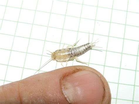 Lepisma saccharina: Hábitat, metamorfosis, picadura y más