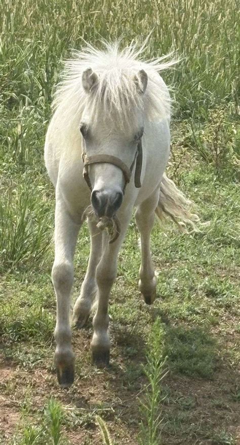 Mini Horse Colt