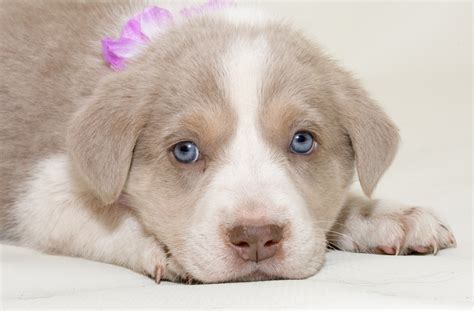 Adopt A Puppy | Colorado Puppy Rescue | Puppy Rescue Parker