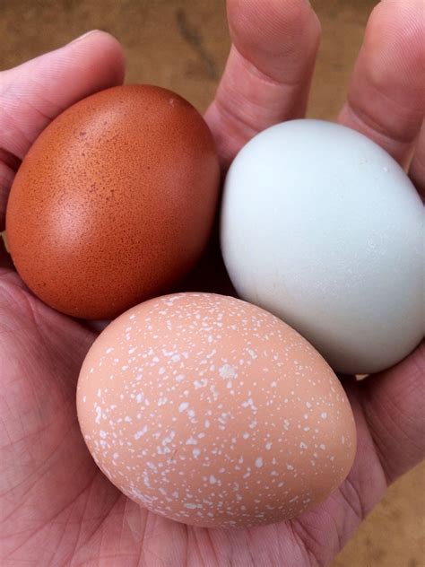 Speckled Chicken Eggs