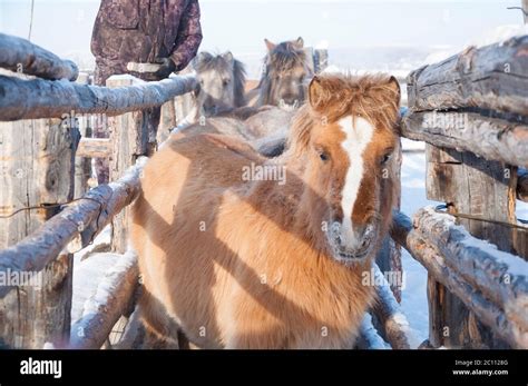 Native siberia hi-res stock photography and images - Alamy
