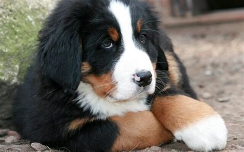 Bovaro del Bernese cucciolo, come educarlo e cosa gli serve