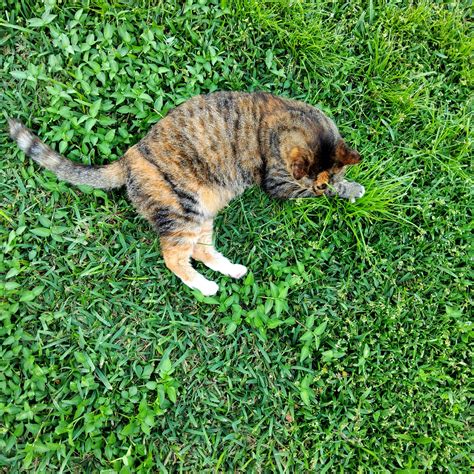 Jackie Carter-Taylor