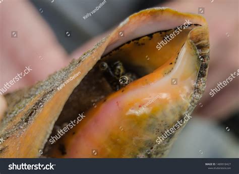 1,512 Conch Eyes Royalty-Free Photos and Stock Images | Shutterstock