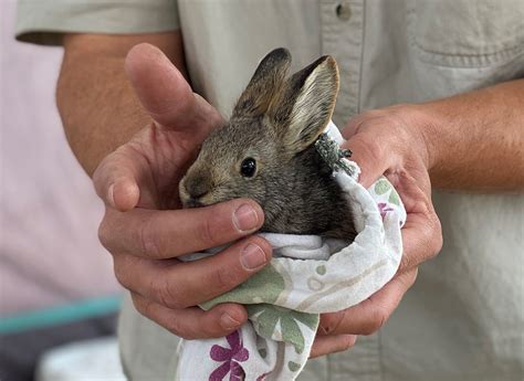 Columbia Basin Pygmy Rabbit | FWS.gov