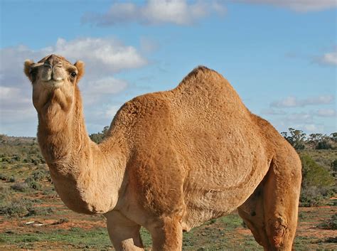 camel pictures wallpaperscom