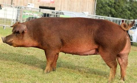 Hereford Pig Breed: Origin, Characteristics, Meat Quality, Pros & Cons ...