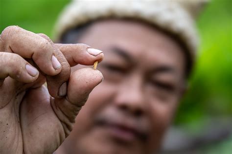 keeping malan alive  central kalimantan crop trust