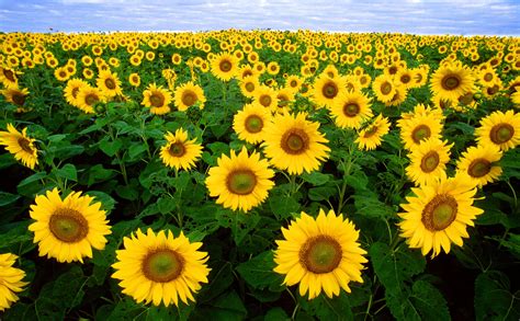 Free photo: Flowers Field - Blooming, Flower, Fragrance - Free Download