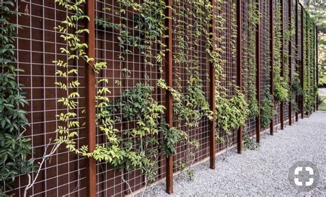 Enredadera | Enredaderas, Espacio pequeña para jardineria, Muros verdes