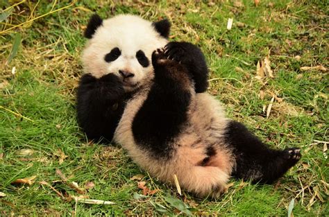 65 BEAR CUBS VIBING TO LIFE - Illuzone