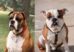 Is Your Bulldog Normal Comparing Behaviors With Our Daily Bulldog Expert