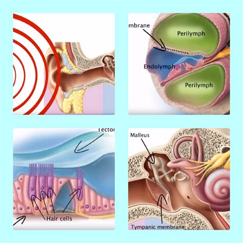 Sound Wave Transmission in Ear: Perception of Sounds