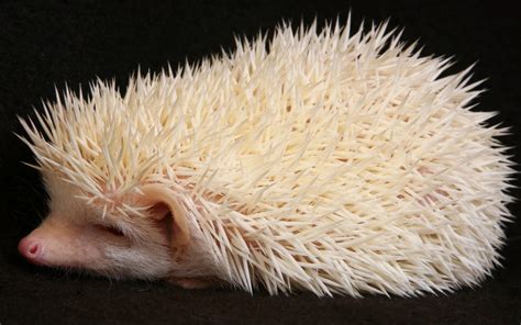 Albino Hedgehog by moltonel72 on DeviantArt