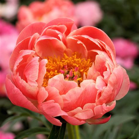 peony how to plant 5